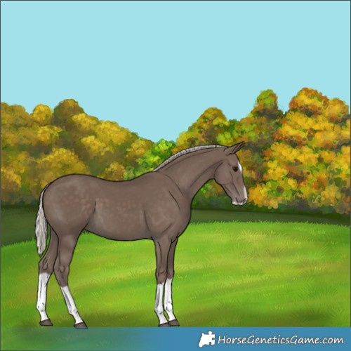 Horse Color:Silver Black Splash