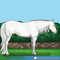 Horse Color:Silver Amber Champagne Pearl Dun Tobiano Appaloosa Rabicano  and Silver Amber Champagne Pearl Dun Splash Tobiano Appaloosa Rabicano 