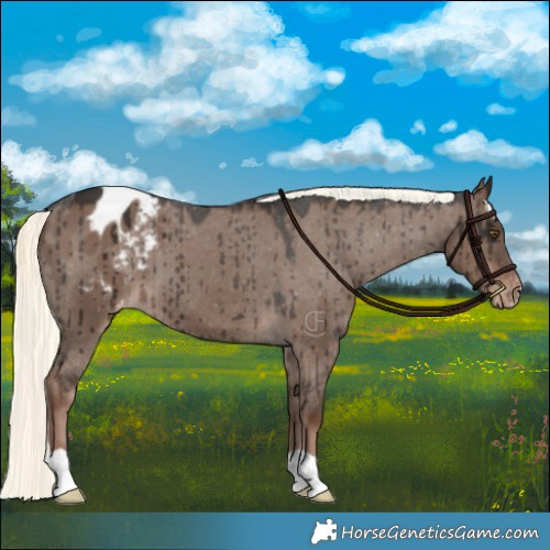Horse Color:Liver Red Dun Mushroom Appaloosa Brindle 