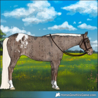 Horse Color:Liver Red Dun Mushroom Appaloosa Brindle
