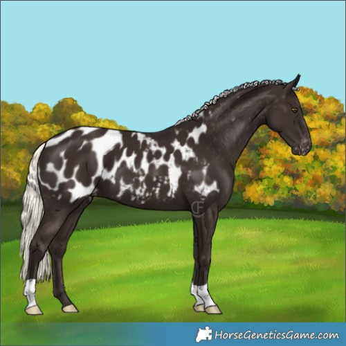 Horse Color:Liver Chestnut Mushroom Appaloosa 