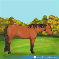 Horse Color:Bay 