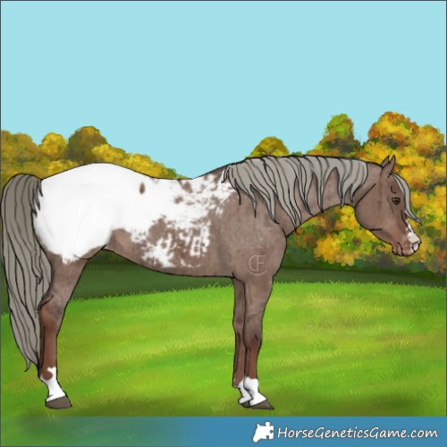 Horse Color:Liver Red Dun Mushroom Appaloosa Brindle 