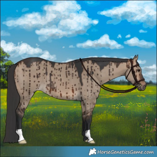 Horse Color:Brown Dun Brindle 