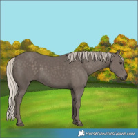 Horse Color:Silver Black 