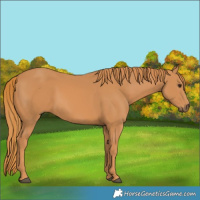 Horse Color:Chestnut Frame 