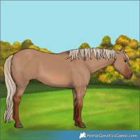Horse Color:Red Dun 