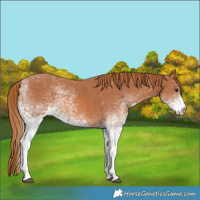 Horse Color:White Spotted Chestnut 
