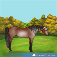 Horse Color:Gray Bay 