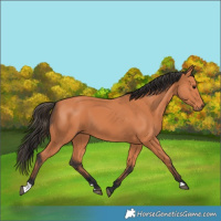Horse Color:Bay 