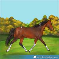 Horse Color:Bay Tobiano 