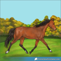 Horse Color:Bay 