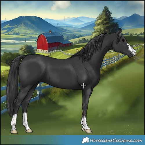 Horse Color:Black 