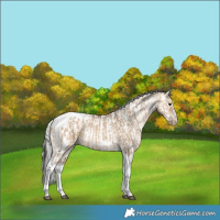 Horse Color:Bay Dun Tobiano Frame Rabicano  and Silver Amber Champagne Pearl Dun Tobiano Appaloosa Rabicano 