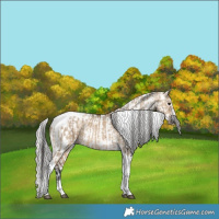 Horse Color:Bay Dun Tobiano Frame Rabicano  and Silver Amber Champagne Pearl Dun Tobiano Appaloosa Rabicano 
