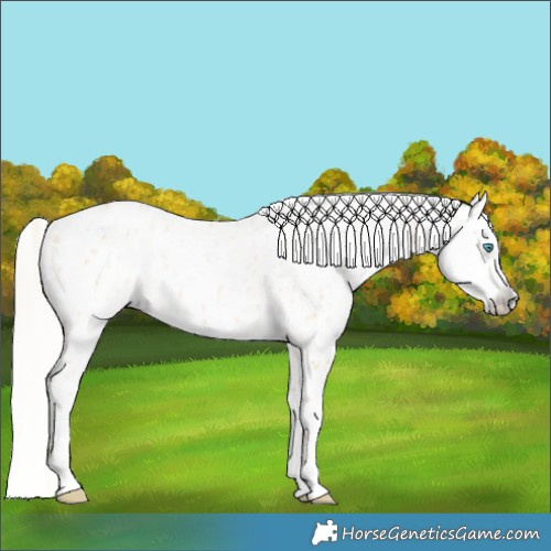 Horse Color:Silver Amber Champagne Pearl Dun Tobiano Appaloosa Rabicano  and Gray Silver Amber Champagne Pearl Dun Tobiano Appaloosa Rabicano 
