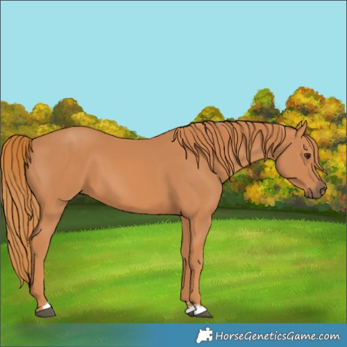 Horse Color:Chestnut 