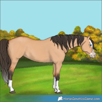 Horse Color:Bay Dun Splash 