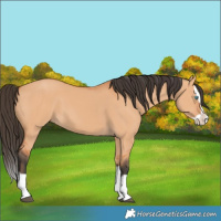 Horse Color:Bay Dun Splash 