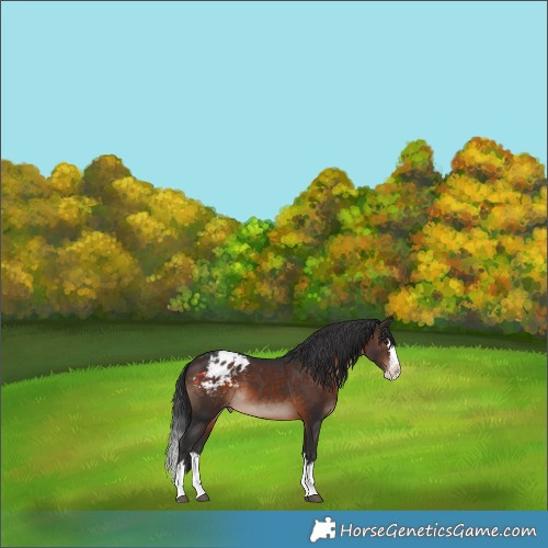 Horse Color:Brown Sabino Splash Appaloosa 