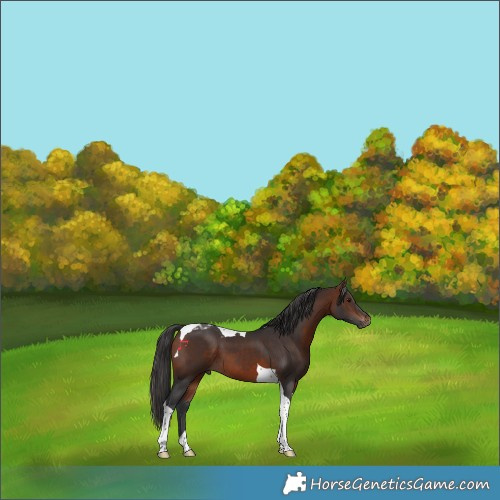 Horse Color:Bay Tobiano 