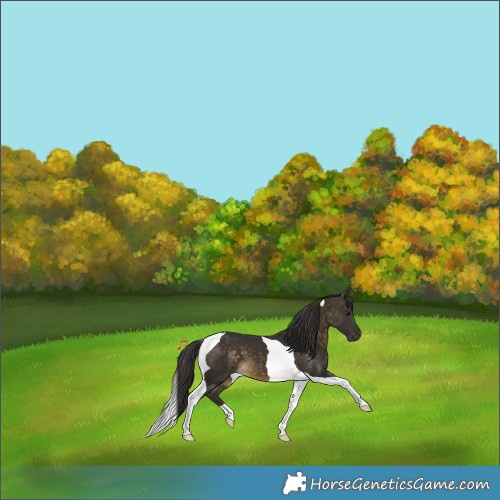 Horse Color:Buckskin Tobiano 