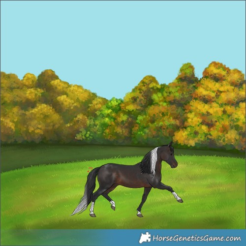 Horse Color:Brown Tobiano 