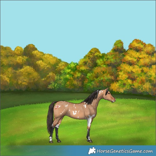 Horse Color:White Spotted Bay Dun 