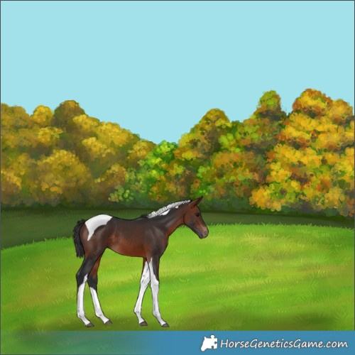 Horse Color:Bay Tobiano 