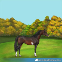 Horse Color:Brown Tobiano 