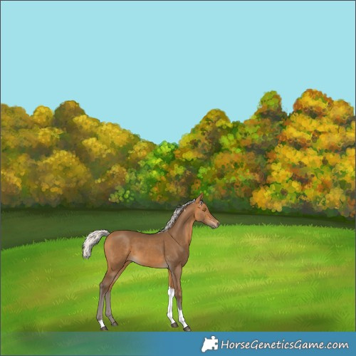 Horse Color:Silver Buckskin Tobiano 