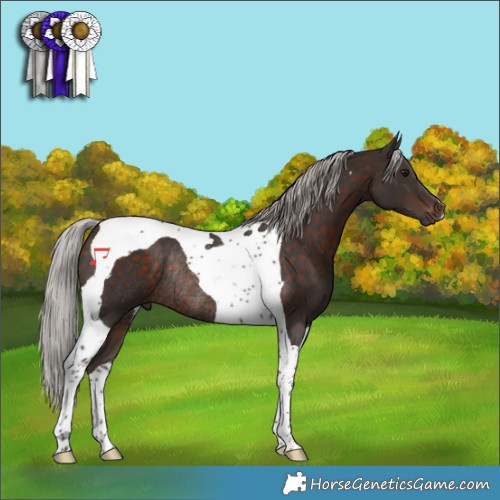 Horse Color:Silver Brown Tobiano Rabicano 