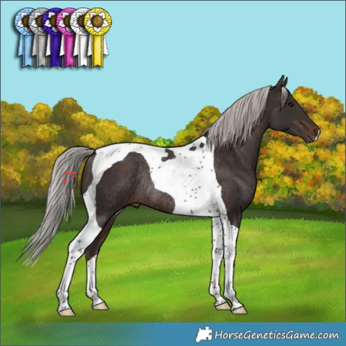 Horse Color:Silver Brown Tobiano Rabicano 