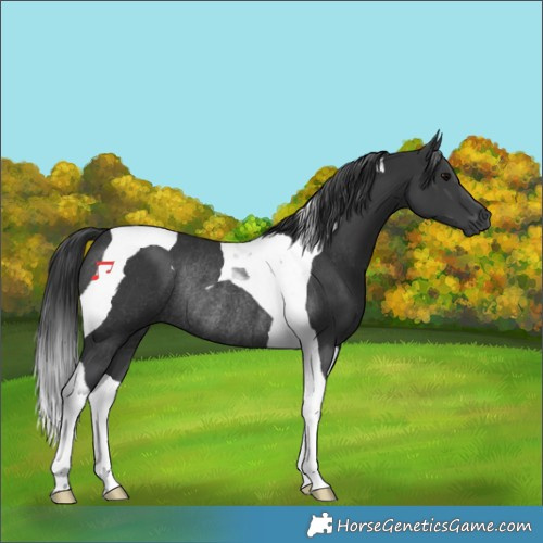Horse Color:Black Tobiano Rabicano 