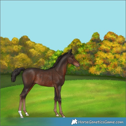 Horse Color:Liver Chestnut Rabicano 