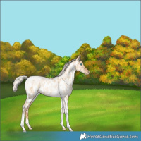 Horse Color:Silver Amber Champagne Pearl Dun Tobiano Appaloosa Rabicano  and Gray Silver Amber Champagne Pearl Dun Tobiano Appaloosa Rabicano 