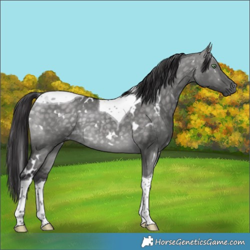 Horse Color:Platinum White Spotted Buckskin Dun Tobiano 