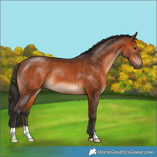 Horse Color:Bay 