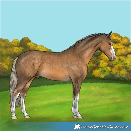 Horse Color:White Spotted Chocolate Palomino 