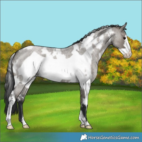 Horse Color:White Spotted Grullo Roan Frame 