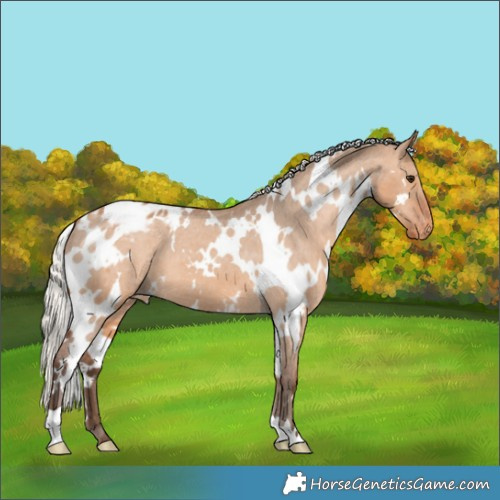 Horse Color:White Spotted Silver Bay Dun Appaloosa 