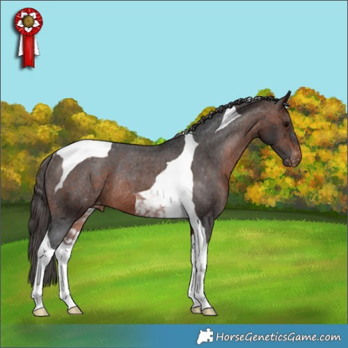 Horse Color:Brown Tobiano Appaloosa Rabicano 