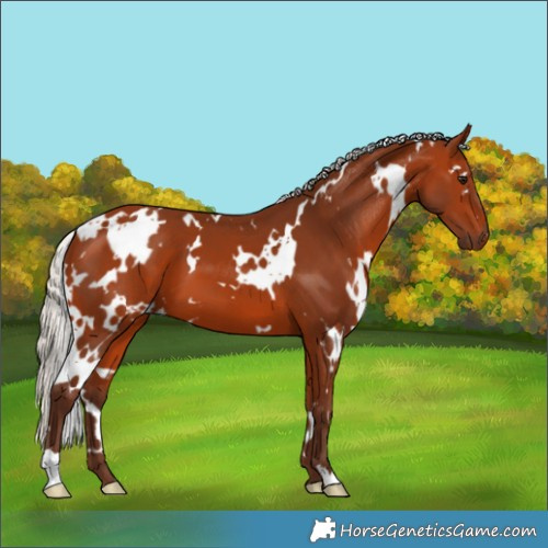 Horse Color:White Spotted Silver Bay 