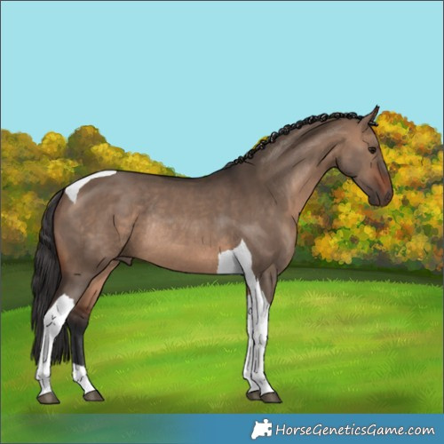 Horse Color:Brown Dun Tobiano Rabicano 