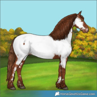 Horse Color:White Spotted Chestnut Near Fewspot 