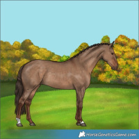 Horse Color:Liver Red Dun Rabicano 