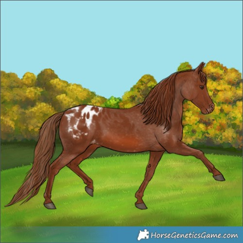 Horse Color:Chestnut Appaloosa 