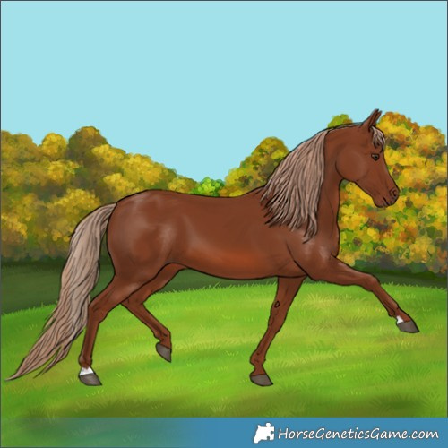 Horse Color:Chestnut 