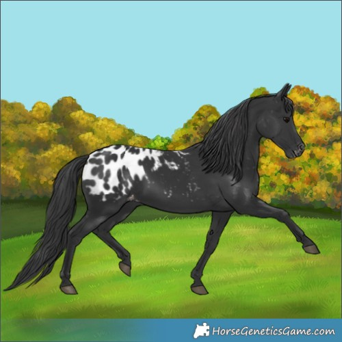 Horse Color:Black Appaloosa 