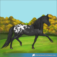 Horse Color:Black Appaloosa
